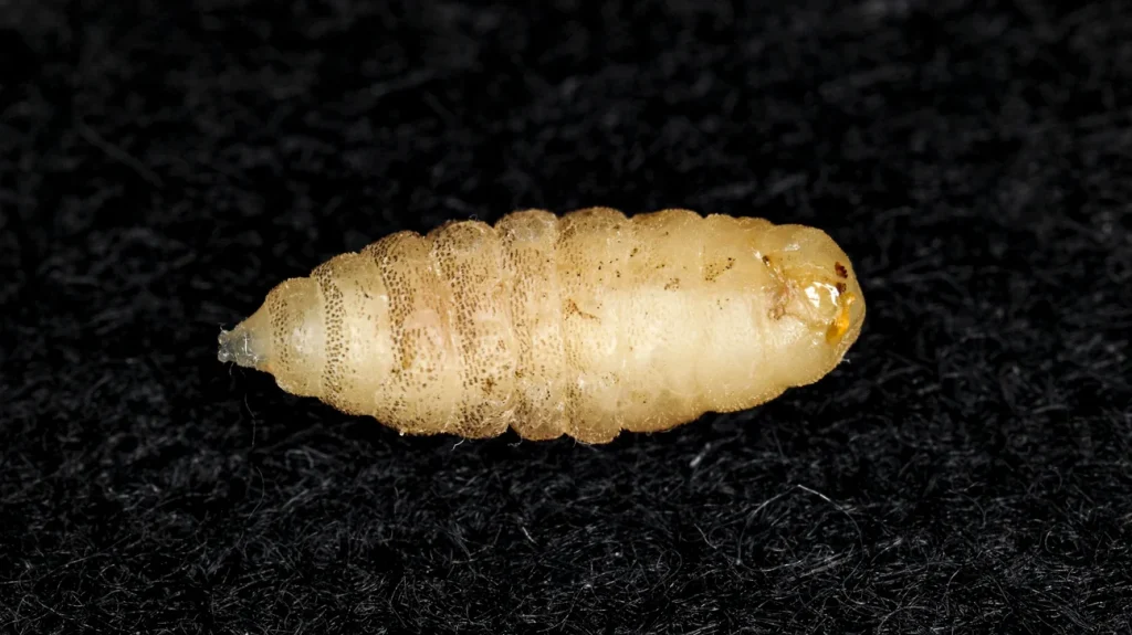 How do you get rid of mango worms in humans?