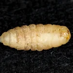 How do you get rid of mango worms in humans?